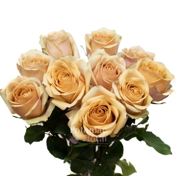 on cloud 50 50 mustard rose